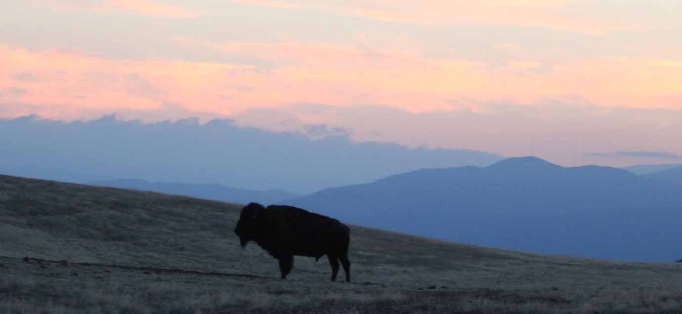 bull bison sunset