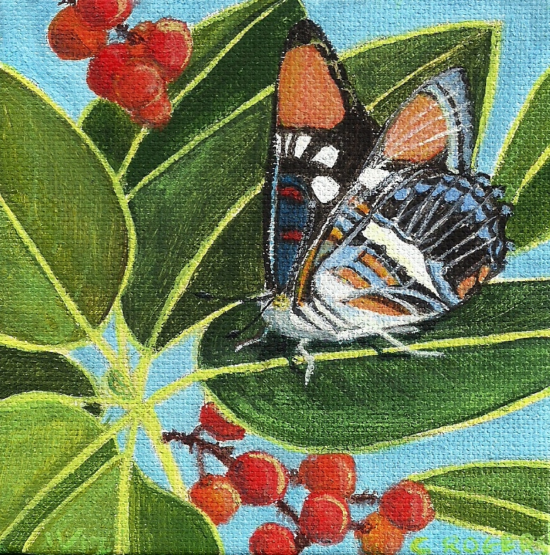 acrylic painting of California sister butterfly by Cindy Rogers